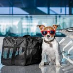 How to prepare your pet for travel