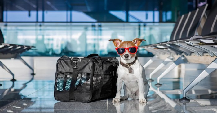 How to prepare your pet for travel